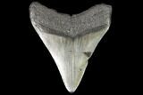 Fossil Megalodon Tooth - Georgia #109328-2